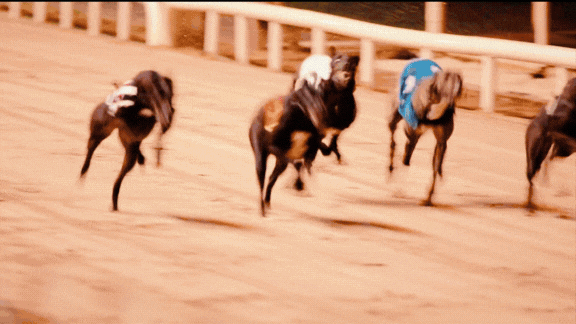 Enjoy a summer night out at Galway Greyhound Stadium Gif shows a selection of images of a night out at Greyhound Racing including racing, food and drink and people cheering.