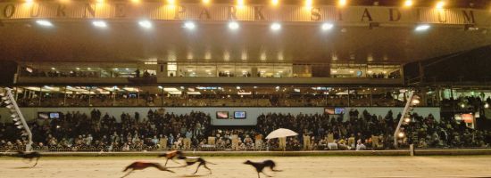 Image shows a packed stand in Shelbourne Park, taken in late 2024, with crowds watching as greyhounds pass the finish line
