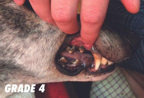 Pictures of a greyhound's teeth in grade 4 Pictures of a greyhound's teeth in grade 4