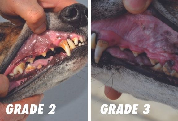 Pictures of a greyhound's teeth in grade 2 and grade 3 Pictures of a greyhound's teeth in grade 2 and grade 3